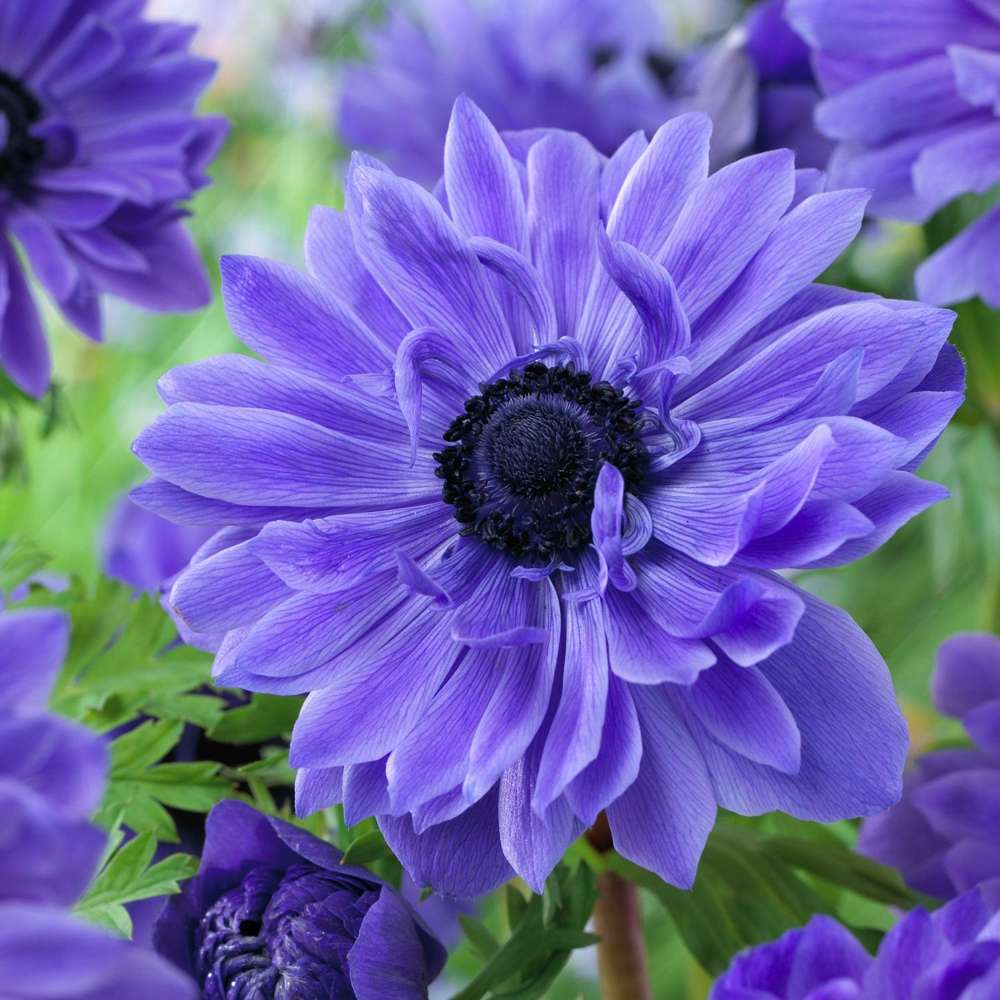 Anemone 'Lord Lieutenant' med dybblå sommerblomster